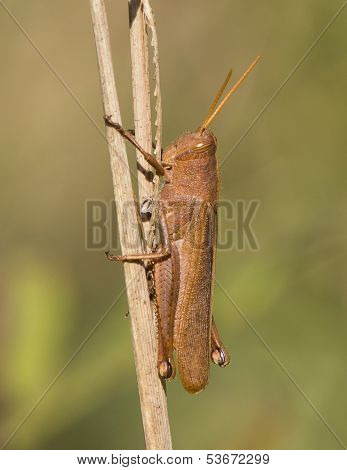 Grasshopper