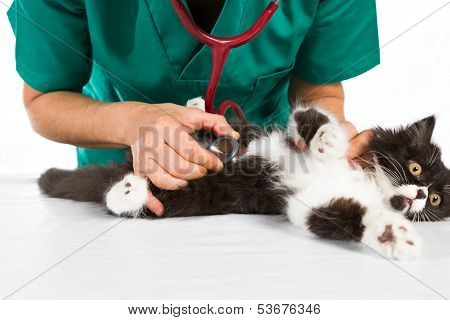 Veterinary With Kitten