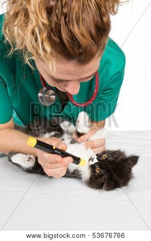 Veterinary with kitten