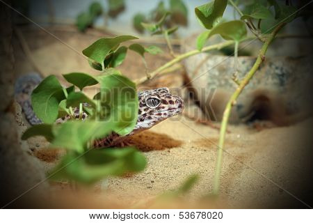 Leopard Lizard