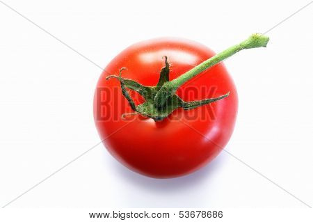 vine tomato isolated on white background