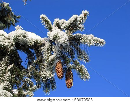 Frozen fir branch 1.