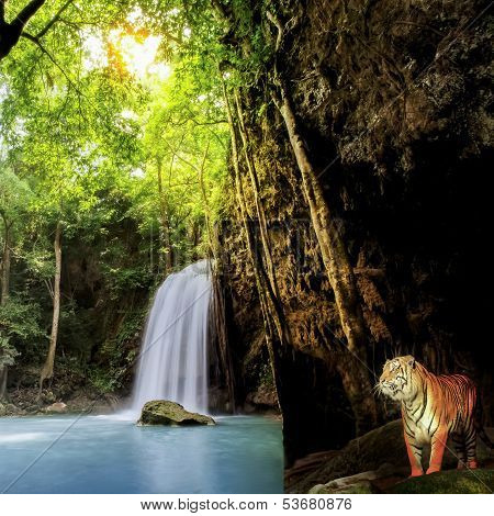 Tiger In The Jungle