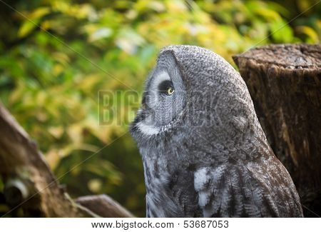 Short-eared Owl . Close-up portrait.