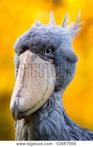 Shoebill, Abu Markub (Balaeniceps rex)