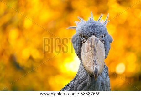 Shoebill, Abu Markub (Balaeniceps rex)