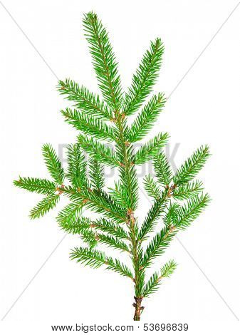 green banch of fir isolated on white