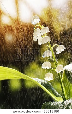 Lily of the valley