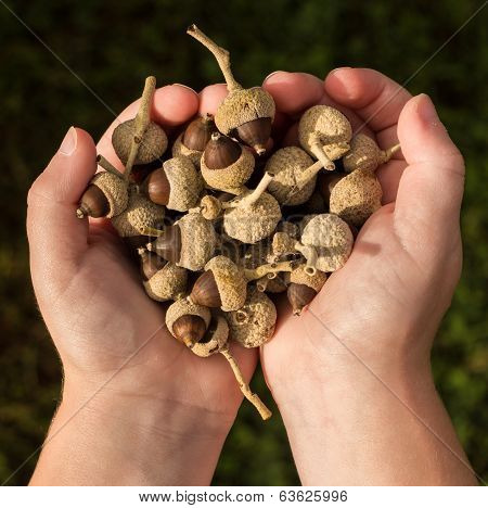 Handful Nut Seeds