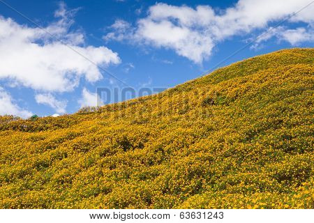 Landscape,Mexican sunflower weed (Tithonia diversifolia)