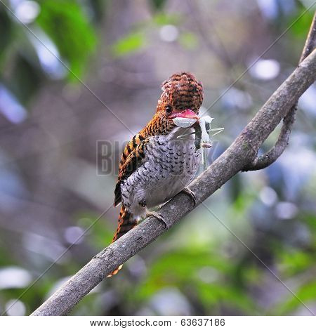 Female Banded Kingfisher
