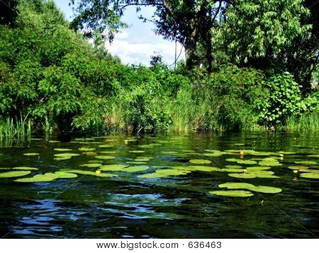 Lilien im Fluss