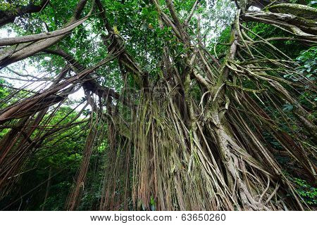 Indian Rubber Tree