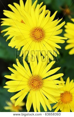 Summer Yellow Flowers Doronicum. Ornamental Plant In The Asteraceae Family