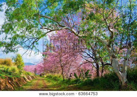 Wild Himalayan Cherry