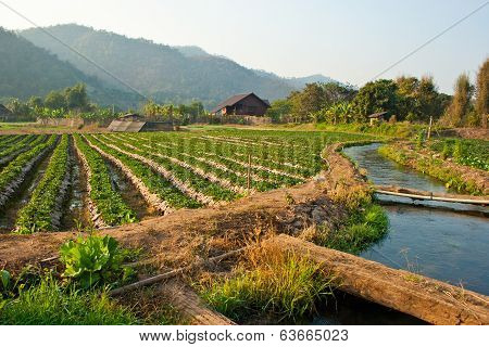 Strawberry Garden