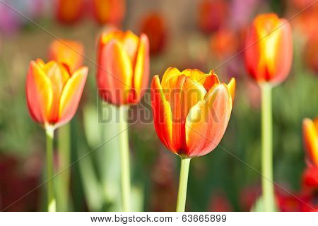 Beautiful Tulip