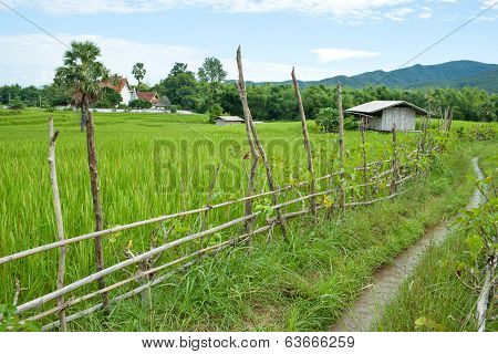 Rice Field With Fence