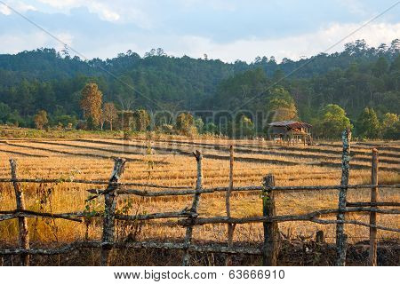 Rice Field After Harvest