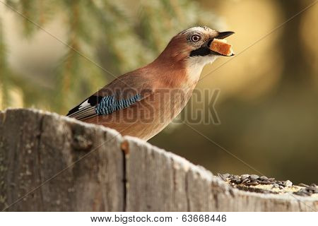 Jay Swallowing White Bread