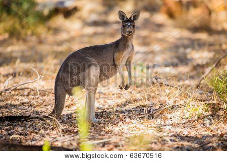 Standing kangaroo in the wild