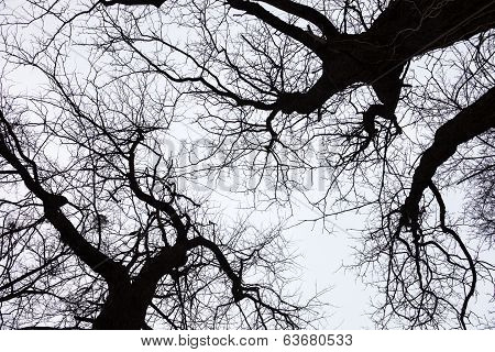 Silhouettes Of Bare Trees