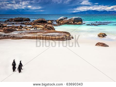 Wild South African penguins, little group of Jackass Penguins walking along Boulders beach in Simons Town, travel and tourism concept
