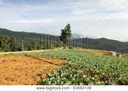 mountain with Cloudy Sky; Phutubberk, Thailand