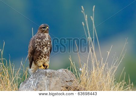 common buzzard in natural habitat (buteo buteo)