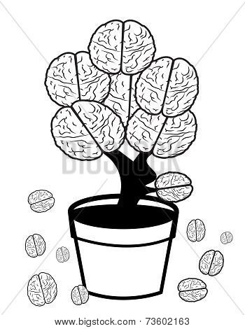 Brain