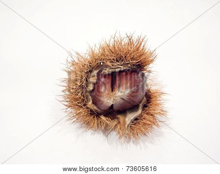 Isolated Ripe Chestnut