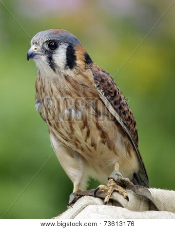 Kestrel