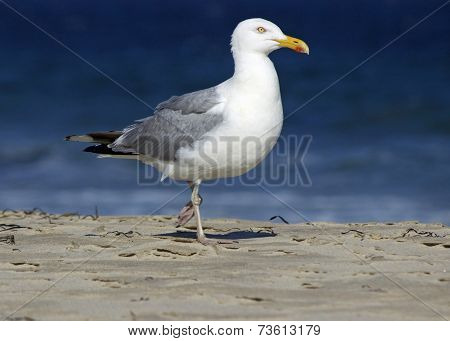 Seagull