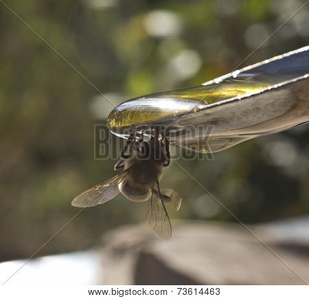 Honey In A Spoon And A Bee