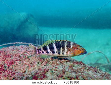 Hawkfish Patiently Waiting