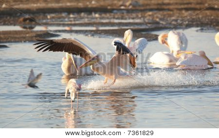 Východní Pelikán bílý (pelecanus Onocrotalus)