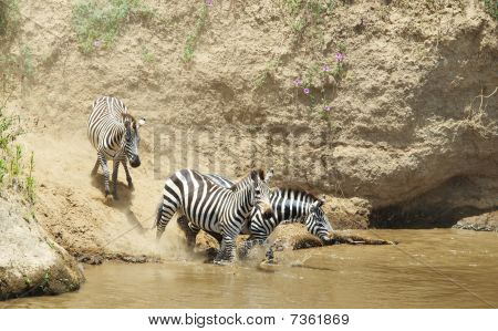 Kudde van Zebra's (Afrikaanse paardachtigen)