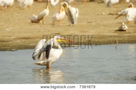 Východní Pelikán bílý (pelecanus Onocrotalus)