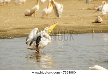 Východní Pelikán bílý (pelecanus Onocrotalus)