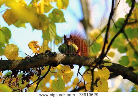 red squirrel with nuts in your mouth