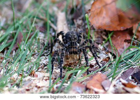 tarantula spider with big eyes