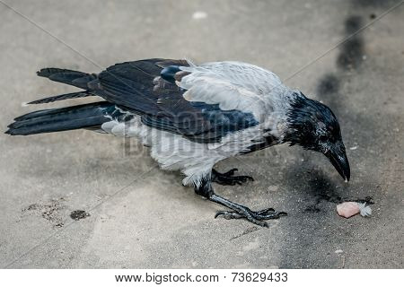 Raven