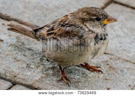 Sparrow