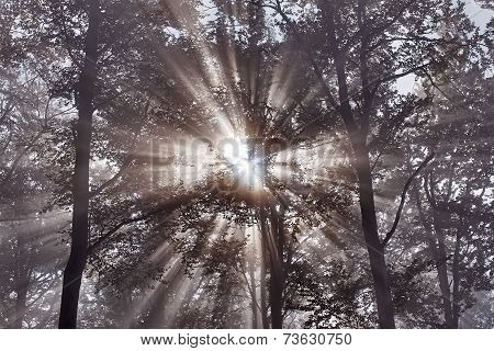 Sun Rays