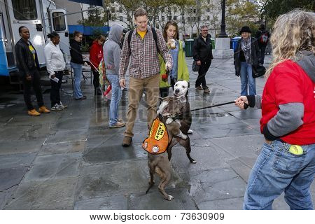 Dogs greeting one another