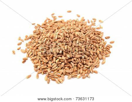 Farro Dicocco, Or Italian Spelt