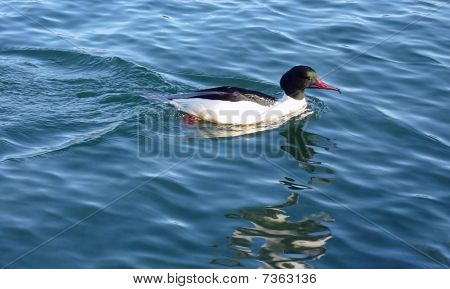 Anatra maschio goosander