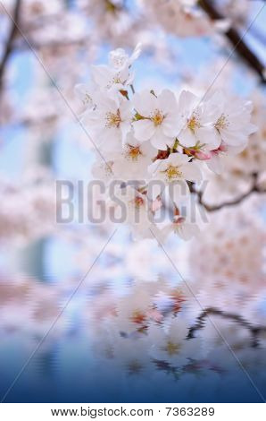 Sakura blossoms reflected on the water surface