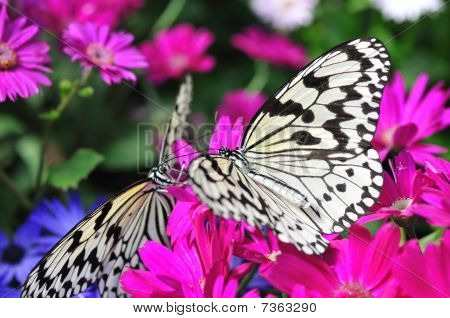 Paradise of Butterfly