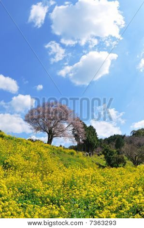 Japanin Mountain-Sakura Tree